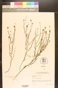 Polygala nuttallii image